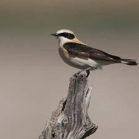 Апартаменты Aum Da *